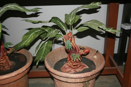Mandragora, en levende plante